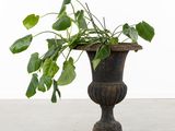 a plant that is in a vase on the floor