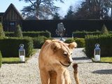 Photo 1/2 du lot