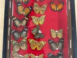 a picture of a display of butterflies in a glass case