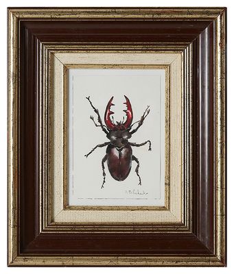Olga BILOSHENKO (1977) - "Lucanus Cervus", aquarelle et encr…