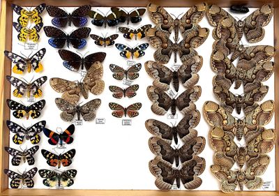many different types of moths displayed in a wooden box