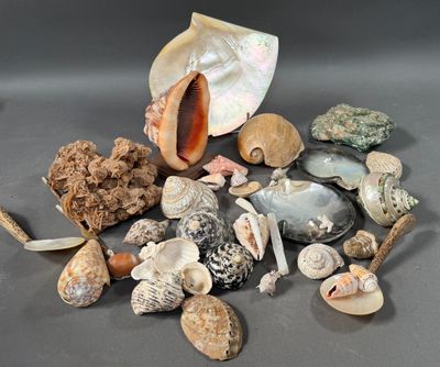 a pile of seashells and shells on a table