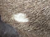 a close up of a horse ' s nose with a white spot on it ' s nose