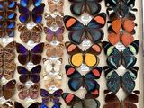 many different types of butterflies displayed in a box
