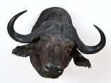 a black bull head mounted on a white wall