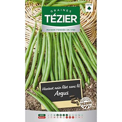 TÉZIER - Semences haricot nain filet - Variété Argus sans fi…