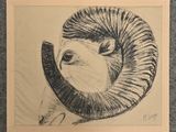 drawing of a ram head with curled horns on a piece of paper