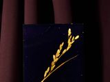 dried plant in a glass vase on a purple tablecloth