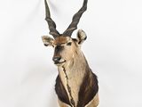 une tête de cerf accrochée au mur sur un fond blanc