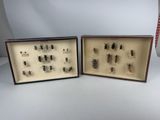 two framed insect specimens of various species in a display case