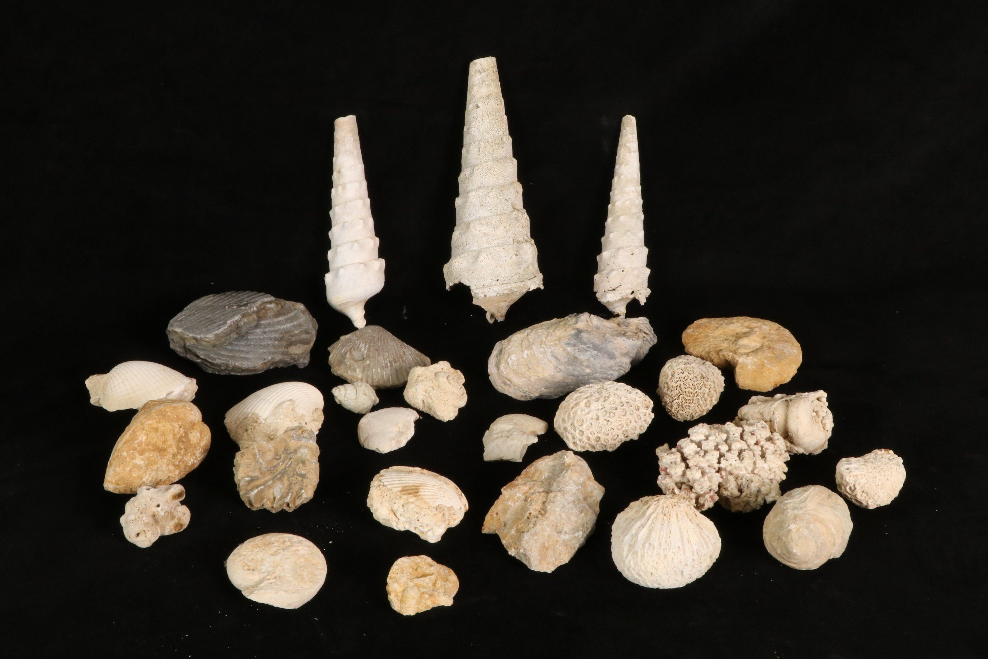 Objets d'art & Curiosités
