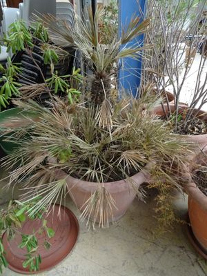 de nombreuses plantes en pot posées à même le sol