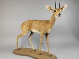une antilope debout au sommet d'un rocher, sur fond blanc
