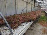 de nombreuses plantes poussant dans une serre, sur une table de culture