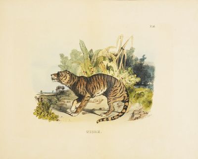 un dessin représentant un tigre marchant sur le sol