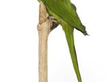 a green parrot perched on a branch on a white background