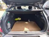 a bird that is sitting in the trunk of a car