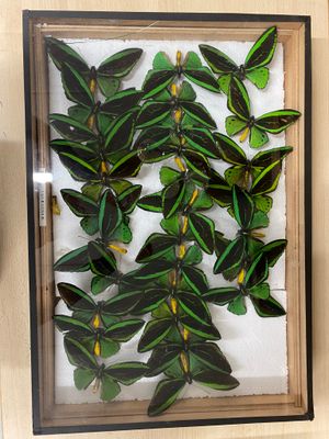 many green and yellow butterflies in a wooden frame