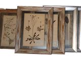 three framed pictures of flowers and leaves on a white background
