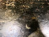 an image of a black and white cat sitting on a tiled floor