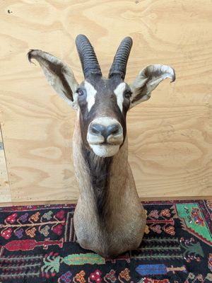 a antelope that is sitting on a rug on the floor