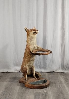 un chat debout sur ses pattes arrière, perché sur un tabouret