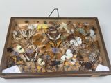 a wooden box filled with lots of different types of butterflies