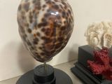 a shell on a stand next to corals on a table