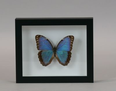 blue butterfly in a black frame on a white background