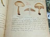 a book with a bunch of mushrooms on it