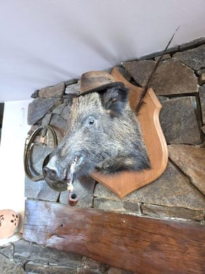 une tête de sanglier accrochée au mur d'une cheminée en pierre