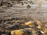 de nombreux coquillages sur la plage, près de l'eau