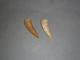 deux morceaux de dent qui se trouvent sur la table
