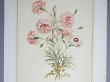 painting of a bouquet of pink carnations in a white frame