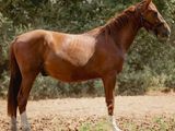 un cheval brun dans un champ, avec des arbres en arrière-plan