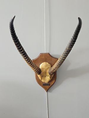 a wall mounted antelope with long horns on the wall