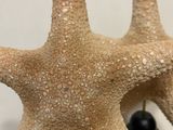 a starfish that is sitting on top of a table