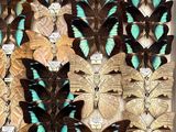 a lot of butterflies that are sitting in a box