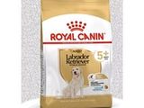 Royal Canin Labrador Retriever Adult – Croquettes pour chiens adultes