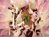 a pink flower that is in the middle of the picture