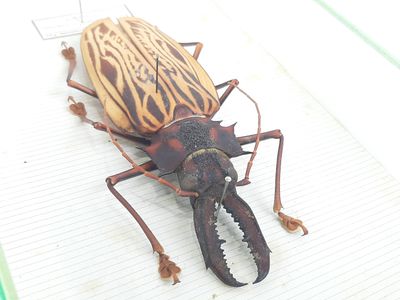 a bug that is sitting on the floor next to a window