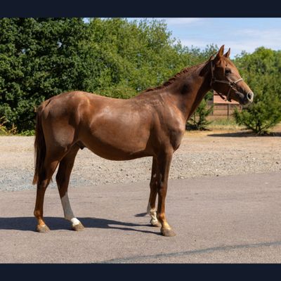 un cheval qui se tient au milieu de la route