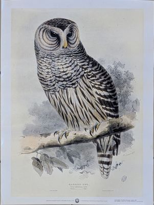 GOULD (John) (d'après) "Strix Nebulosa / Barred Owl / Chouet…