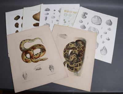 four cards with drawings of a snake and other animals