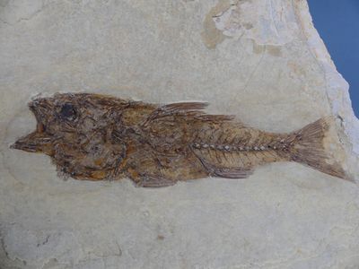 a fossil fish on a rock with a blue sky in the background