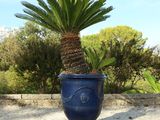a small palm tree in a blue pot on the ground