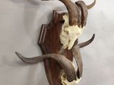 an antelope skull mounted on a wooden wall mounted on a wall