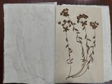an open book with a drawing of flowers on it