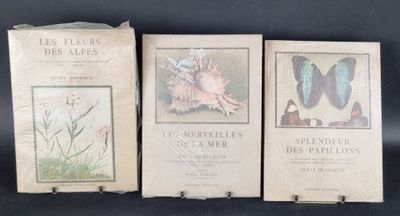 trois livres posés sur une table noire, avec un papillon posé sur l'un d'entre eux