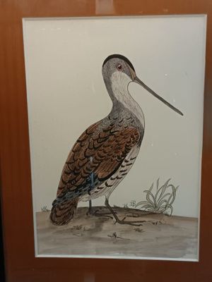 Lithographie représentant une bécasse, monogrammée TD.